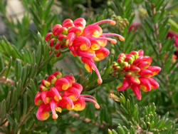 Grevillea fireworks Ausplant Nursery